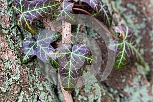 Hedera helix, common ivy leaves closeup selective focus