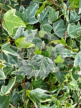 Hedera helix `Glacier`