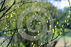 Hedera Helix-Green spring