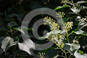 Hedera helix growing on a tree trunk