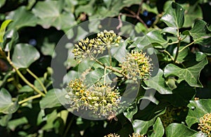 Hedera helix growing on a tree trunk