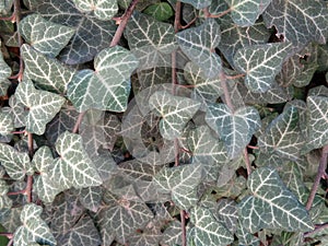 Hedera helix growing on a wall