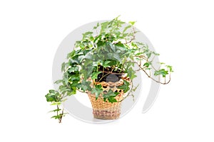 Hedera helix, ivy plant in flower pot photo