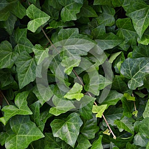 Hedera helix L. var. baltica leaf, climbing common Baltic ivy texture flat lay background pattern, large detailed vertical macro