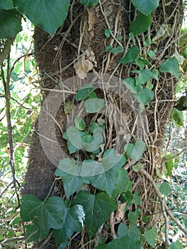 Hedera Helix leaves at botanical garden - Macea, Arad county, Romania