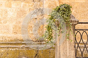 Hedera helix,  Luxury wedding floral decorations at the entrance of Ostuni church.