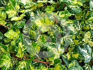 Hedera helix 'Midas Touch'