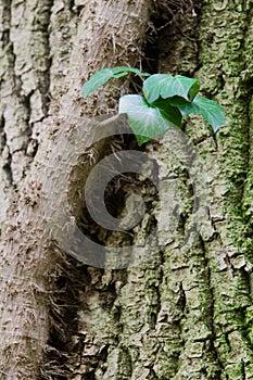 Hedera helix on a tree