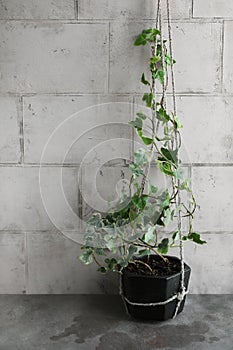 Hedera helix variegated in a hanging pot