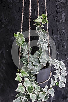 Hedera helix variegated in a hanging pot on a gray background