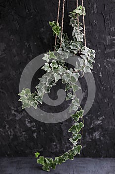 Hedera helix variegated in a hanging pot on a gray background