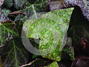 Hedera Helix Vine Leaves with Rain Drops after Rain in December.