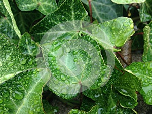 Hedera Helix Vine Leaves with Rain Drops after Rain in December.