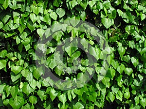 Hedera hibernica or irish ivy green climbing plant, green leaves of creeper, medicinal plant, natural botanic texture