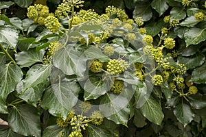 Hedera ivy, the family Araliaceae. Blossoming evergreen plant.