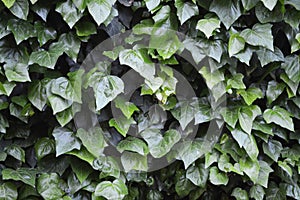 Hedera or ivy green background