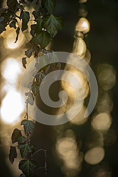 Hedera in a lightshower