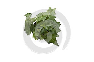 A hedera plant, seen from above. Isolated on white background.