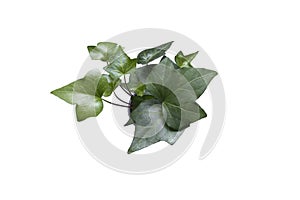 A hedera plant, seen from above. Isolated on white background.