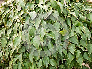Hedera rhombea, Japanese ivy or songak plant