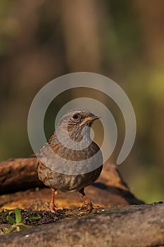 Hedge accentor perched on a log in a forest setting, looking upwards with its beady eyes