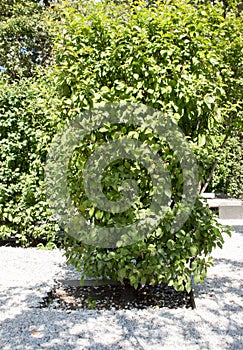 hedge of Apple trees, summer view. landscape design fragment.