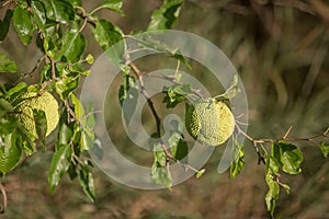 Hedge apples - Maclura pomifera