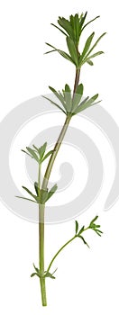 Hedge bedstraw, Galium album plant isolated on white background