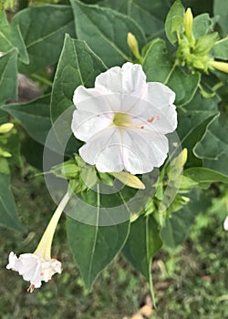 Hedge Bindweed photo