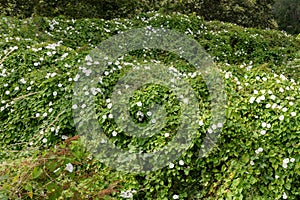 Hedge bindweed calystegia sepium flowers