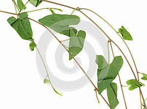 hedge bindweed plant background