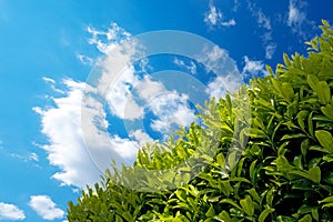 Hedge with Blue Sky