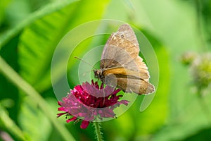 Hedge brown butterfly Pyronia tithonus on flower