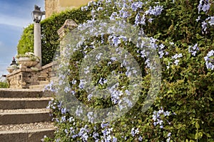 A hedge of climbing plants with lilac flowers near an ancient stone staircase