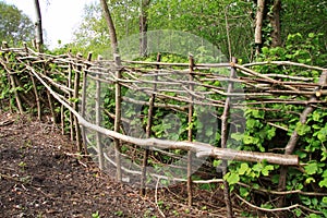 Hedge coppice