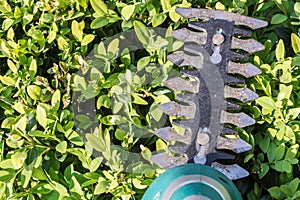 Hedge cut with battery-powered shrub shear