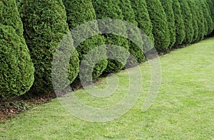 Hedge of cypress trees