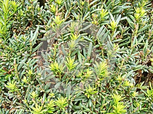 Hedge of evergreen plant with ownership separation function