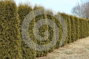 Hedge from evergreen plants thuja