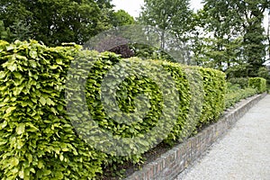 Hedge of Fagus sylvatica