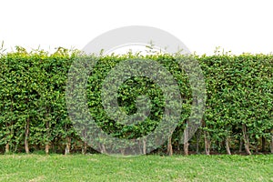 hedge fence or Green Leaves Wall isolated on white background