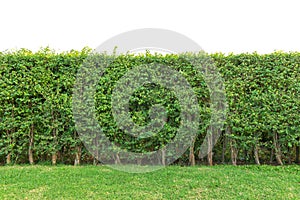 hedge fence or Green Leaves Wall isolated on white background