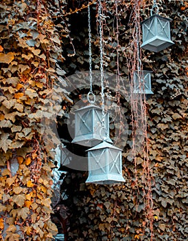 Hedge fence with hanging lanterns outside of building facade. Urban exterior is covered with ivy plant and lamp