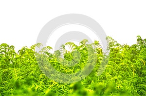 Hedge of fern plant isolated on a white background. Bush of lush green leaves