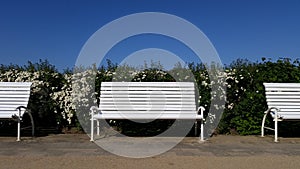 Hedge Flowers And White Bench