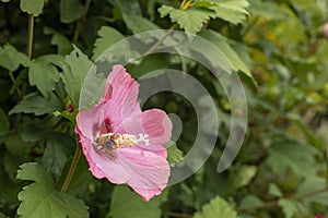 _JP12736-Bee on hibiscus - Bee collecting a hibiscus flower, Alsace, France. photo