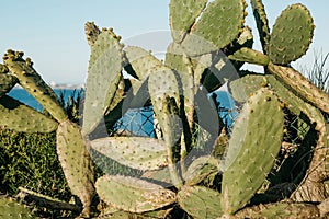 A hedge of green cactus.