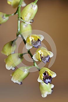 Hedge Hog Baptistonia Orchid