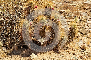 Hedge Hog cactus