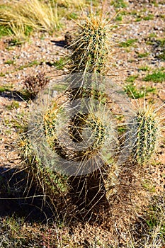 Hedge Hog cactus